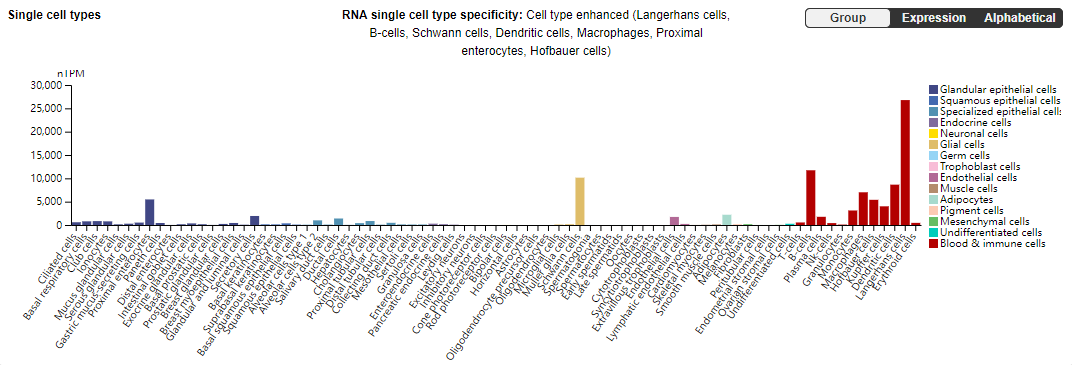CD74 is a cell surface receptor for the macrophage factor MIF