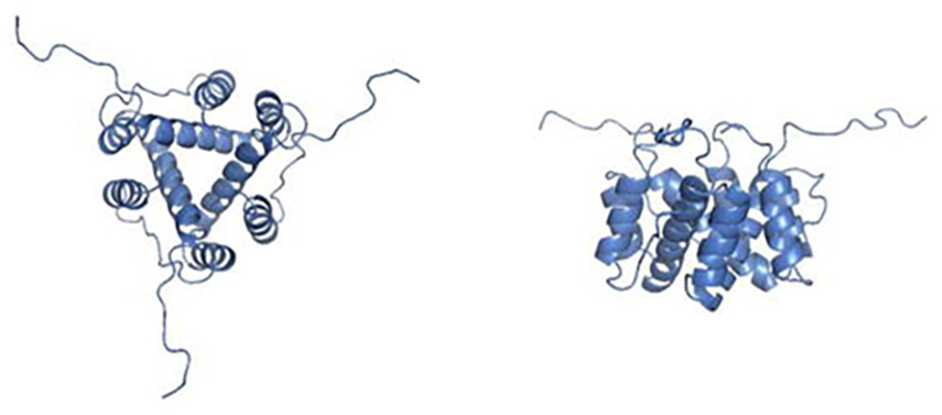 CD74 is a cell surface receptor for the macrophage factor MIF