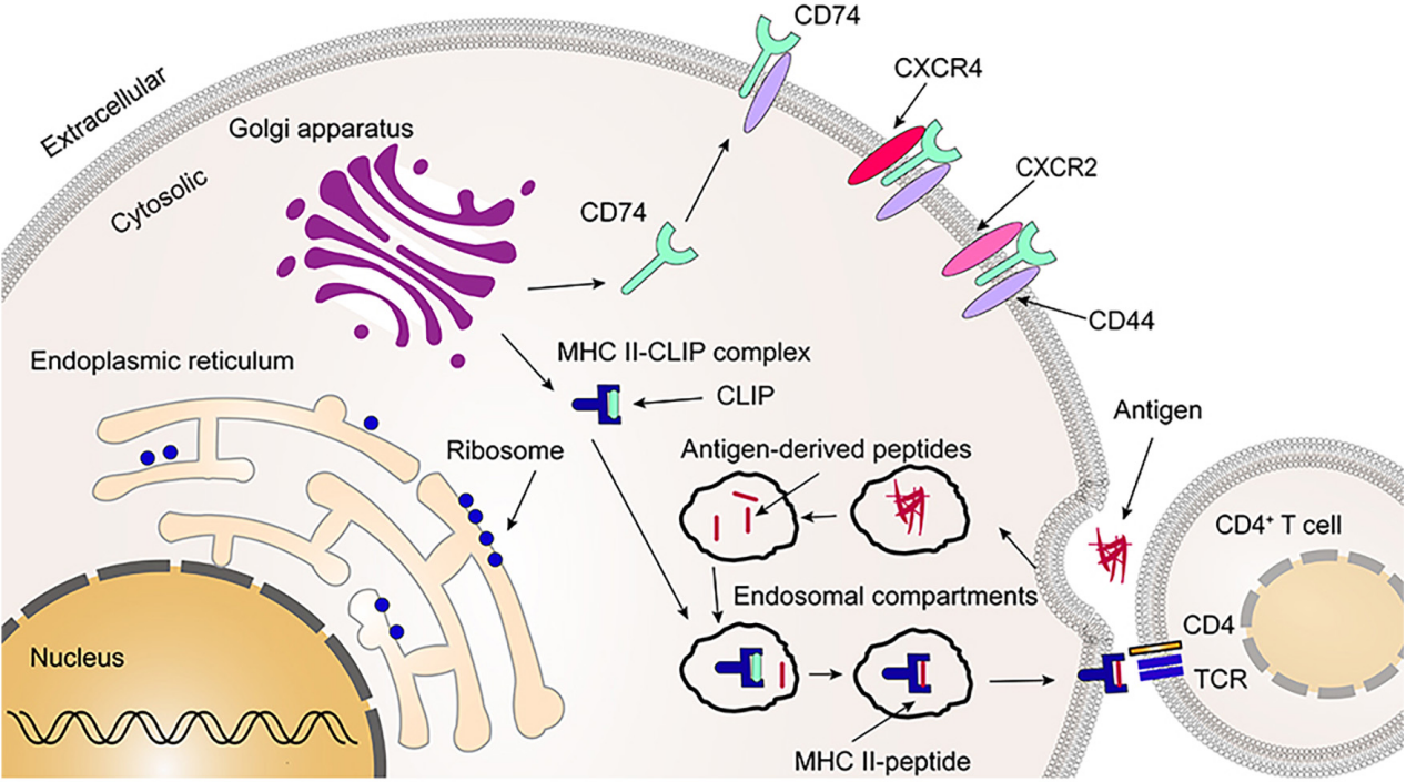 CD74 is a cell surface receptor for the macrophage factor MIF