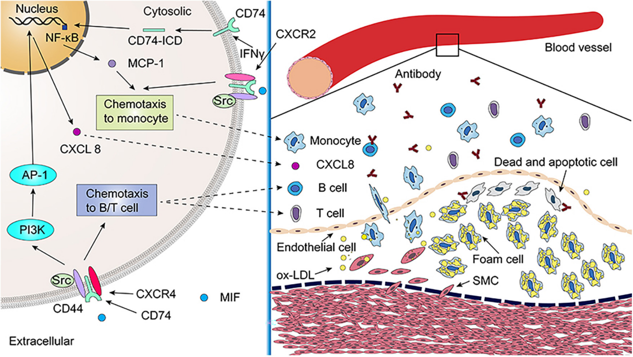 CD74 is a cell surface receptor for the macrophage factor MIF
