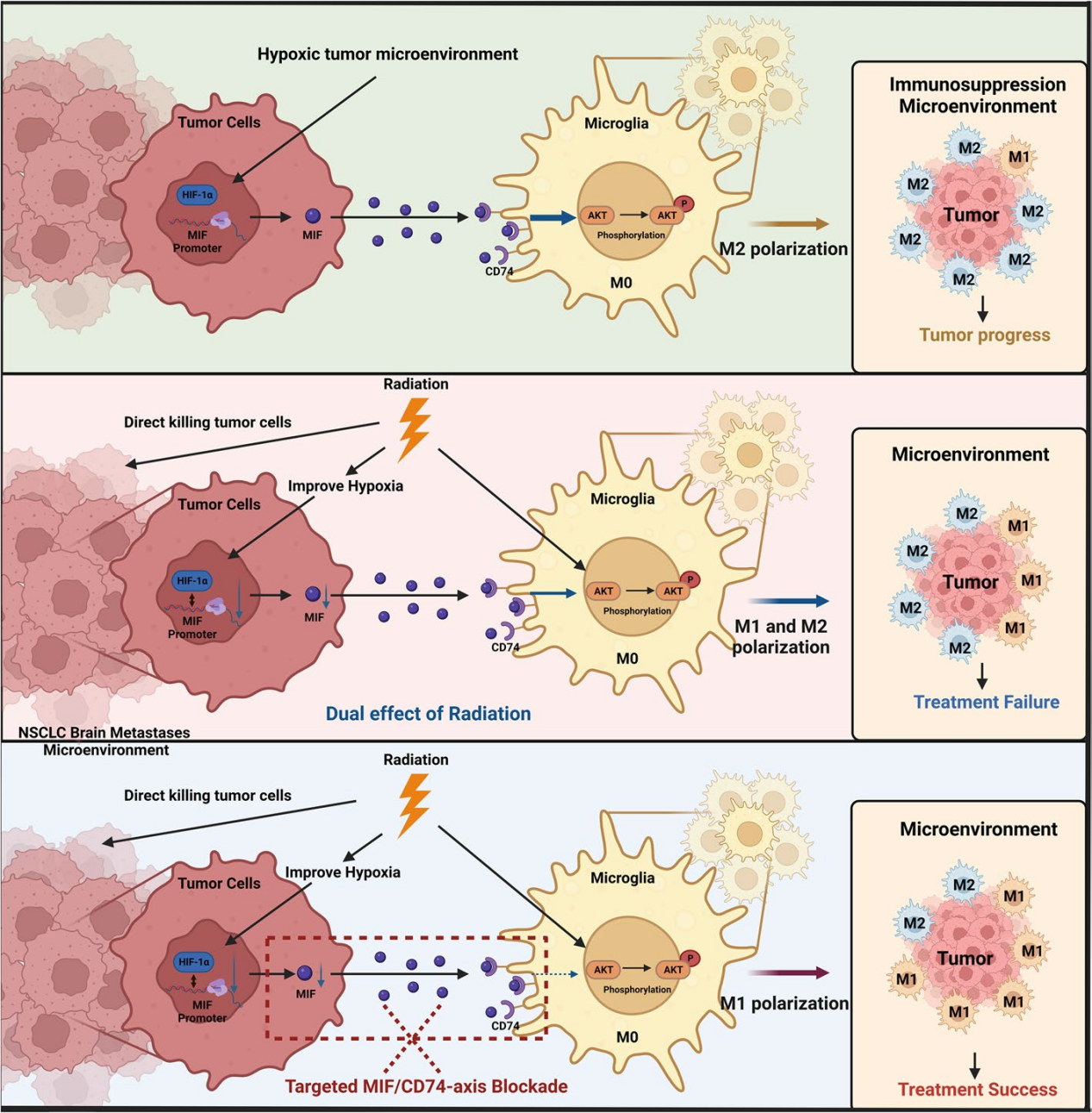 CD74 is a cell surface receptor for the macrophage factor MIF