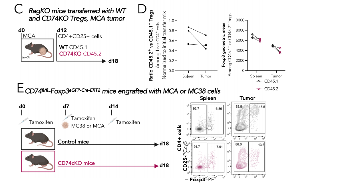 CD74 supports accumulation and function of regulatory T-cells in tumors