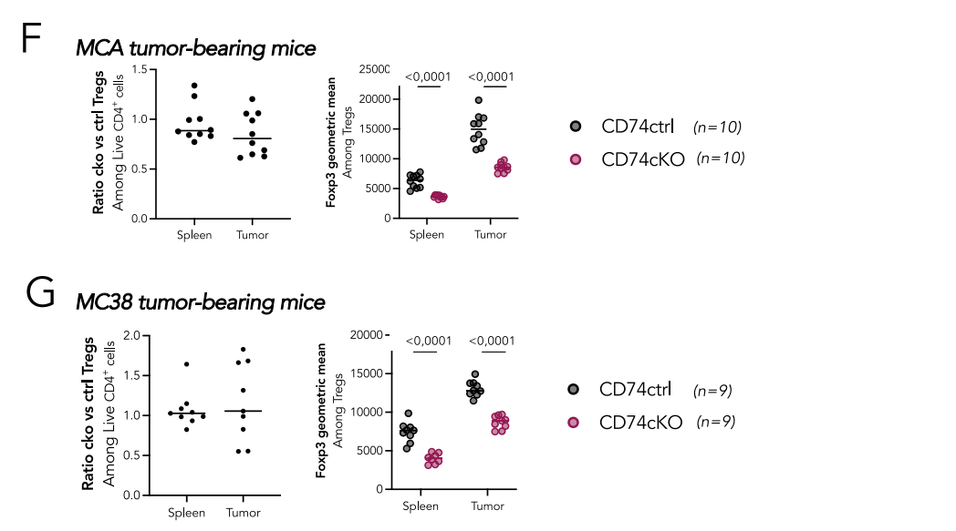 CD74 supports accumulation and function of regulatory T-cells in tumors
