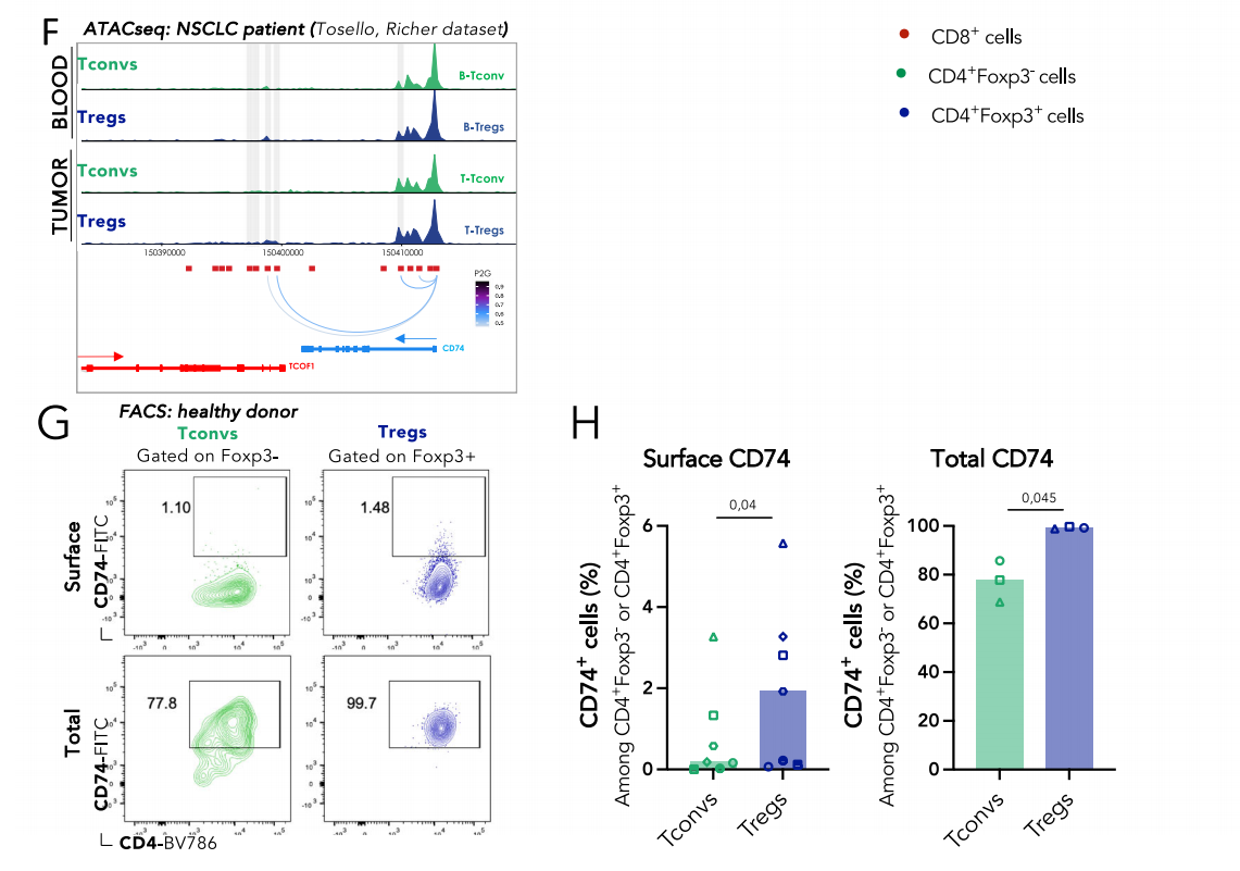 CD74 supports accumulation and function of regulatory T-cells in tumors