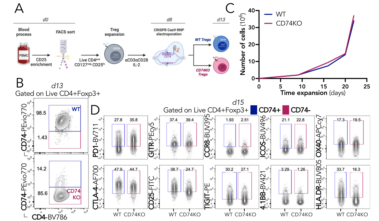 CD74 supports accumulation and function of regulatory T-cells in tumors