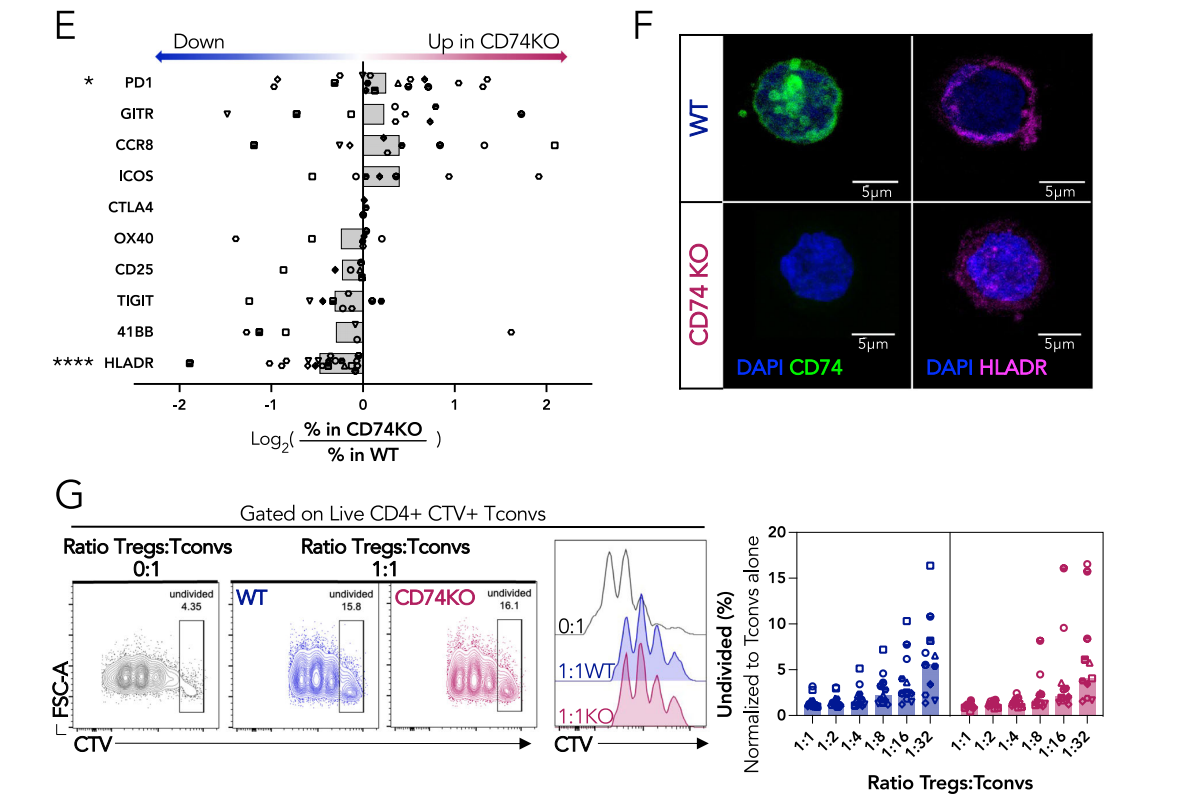 CD74 supports accumulation and function of regulatory T-cells in tumors