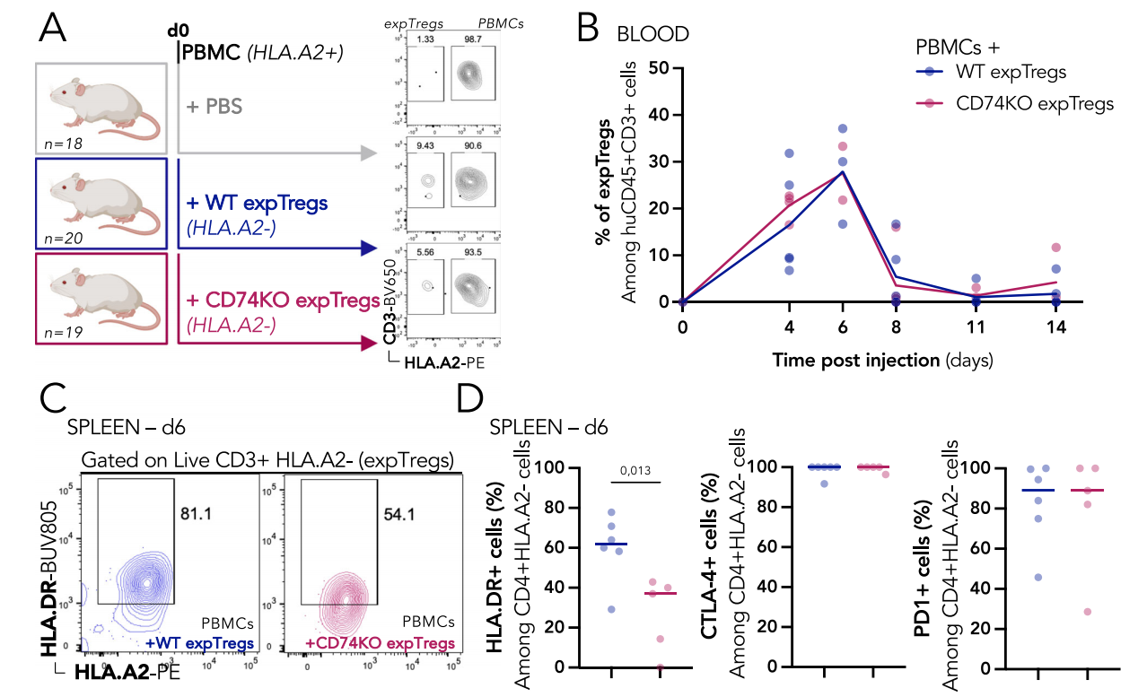 CD74 supports accumulation and function of regulatory T-cells in tumors