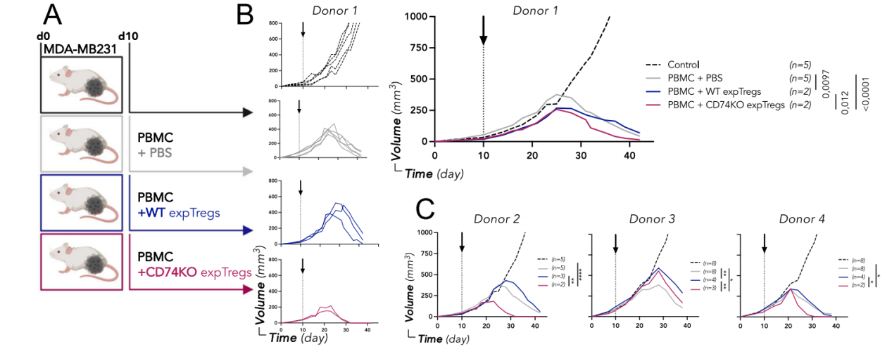 CD74 supports accumulation and function of regulatory T-cells in tumors