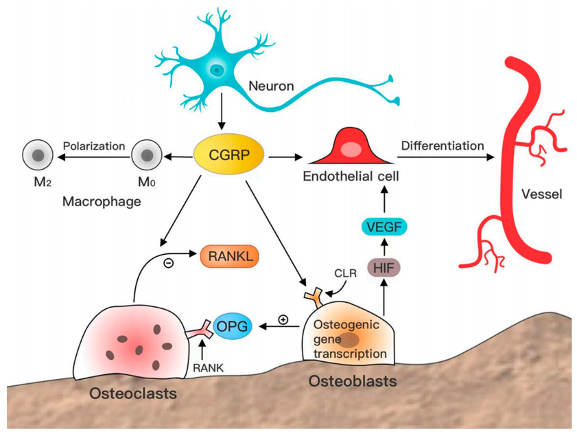 Calcitonin gene-related peptide CGRP