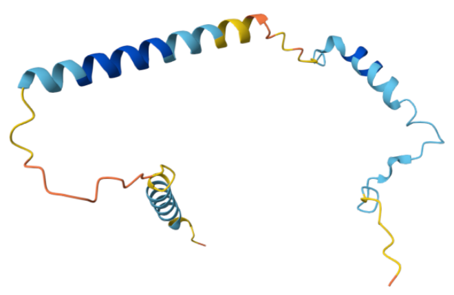 Calcitonin gene-related peptide CGRP