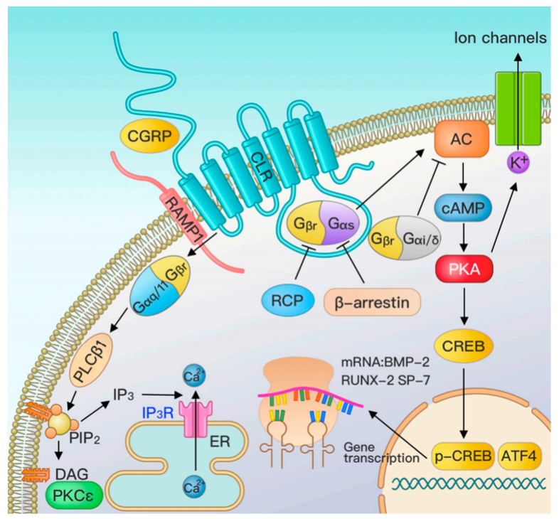 Calcitonin gene-related peptide CGRP