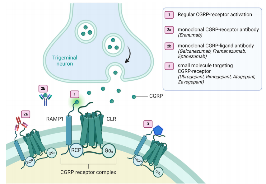 Calcitonin gene-related peptide CGRP