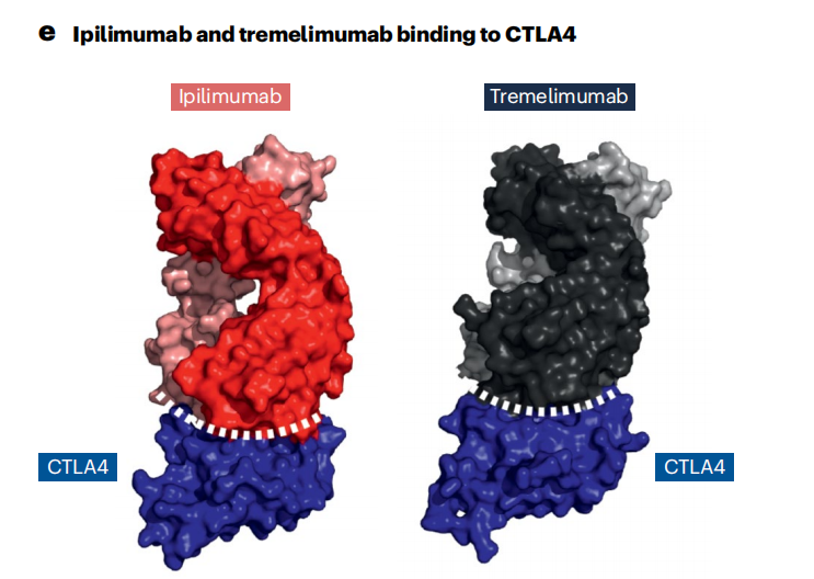Cancer therapy with antibodies