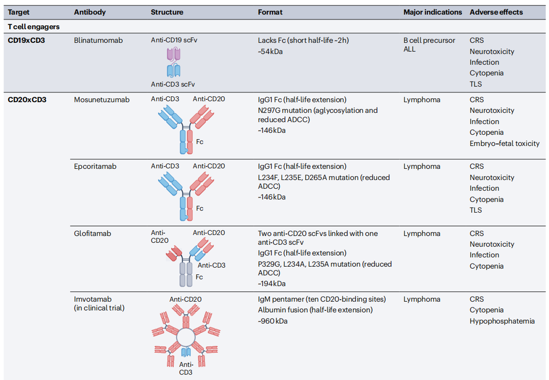 Cancer therapy with antibodies