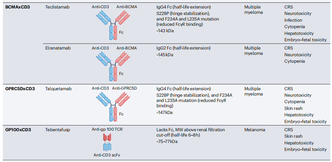 Cancer therapy with antibodies