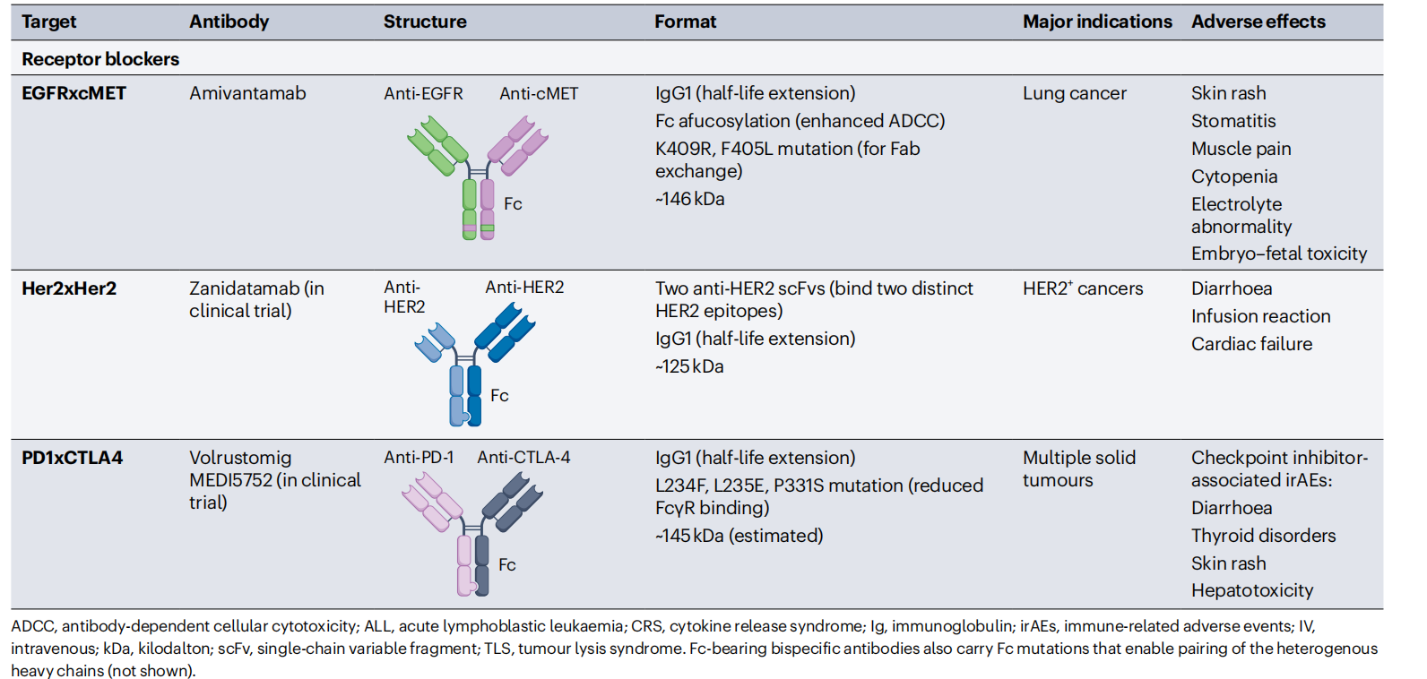 Cancer therapy with antibodies
