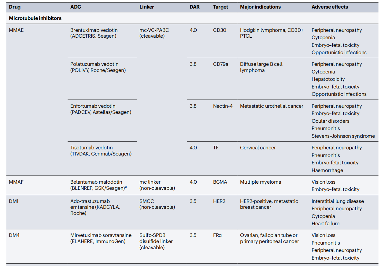 Cancer therapy with antibodies