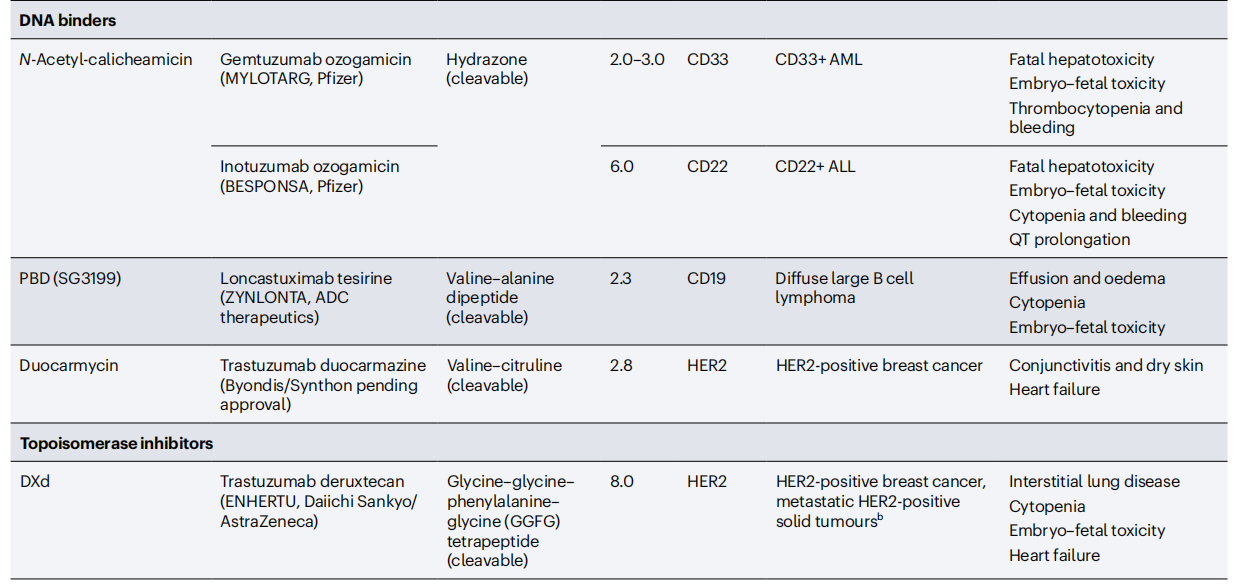 Cancer therapy with antibodies