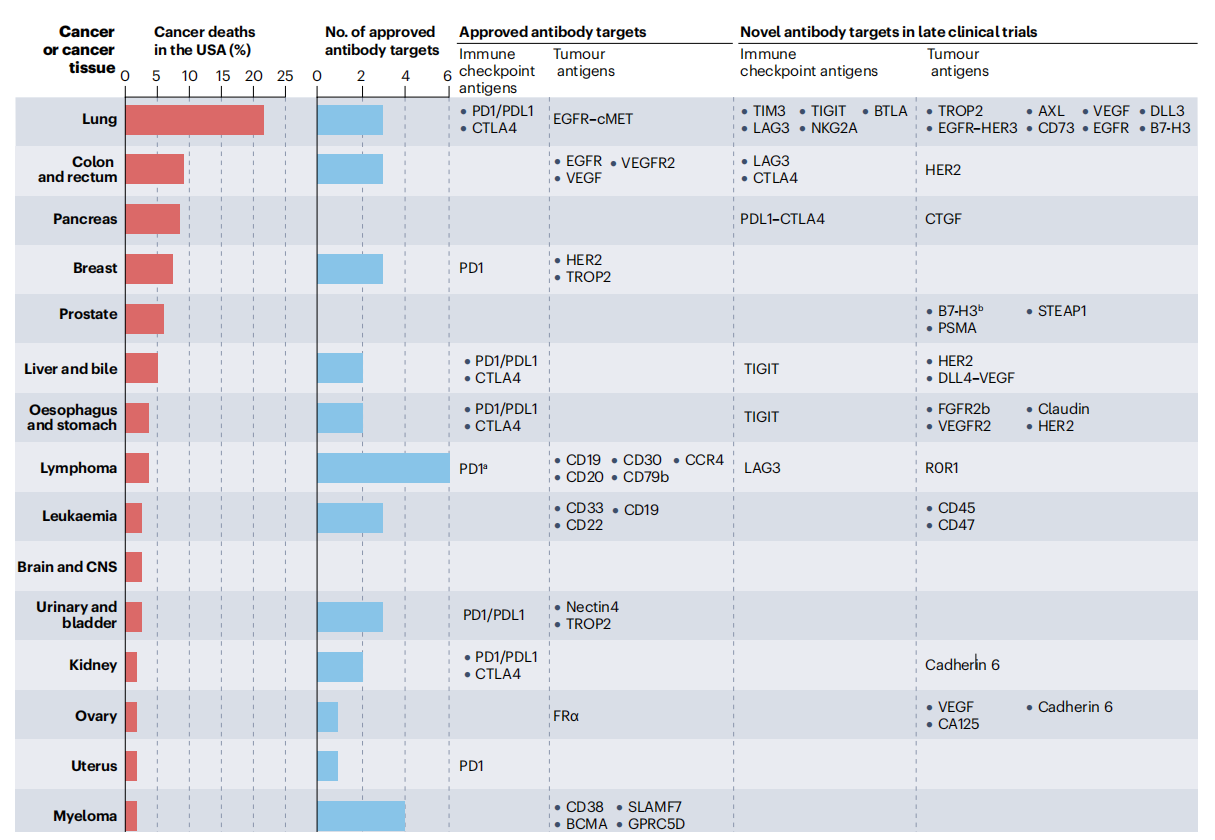 Cancer therapy with antibodies