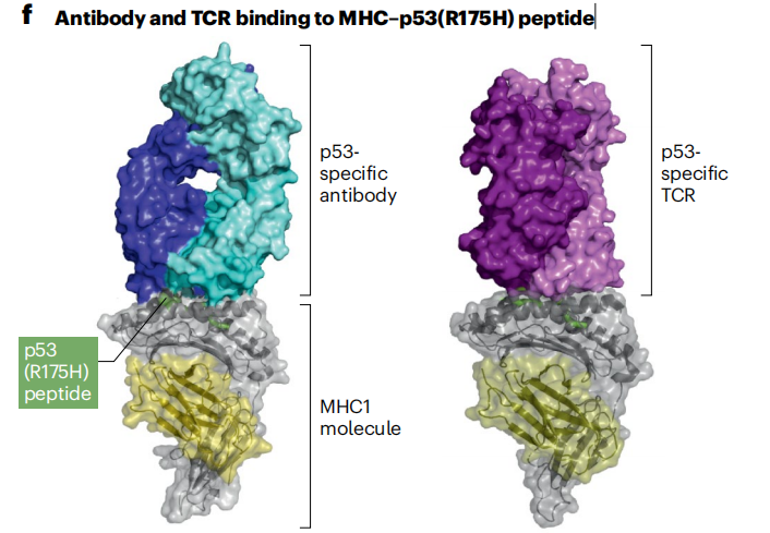 Cancer therapy with antibodies
