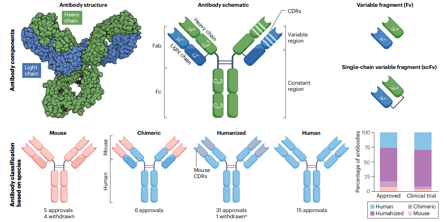 Cancer therapy with antibodies
