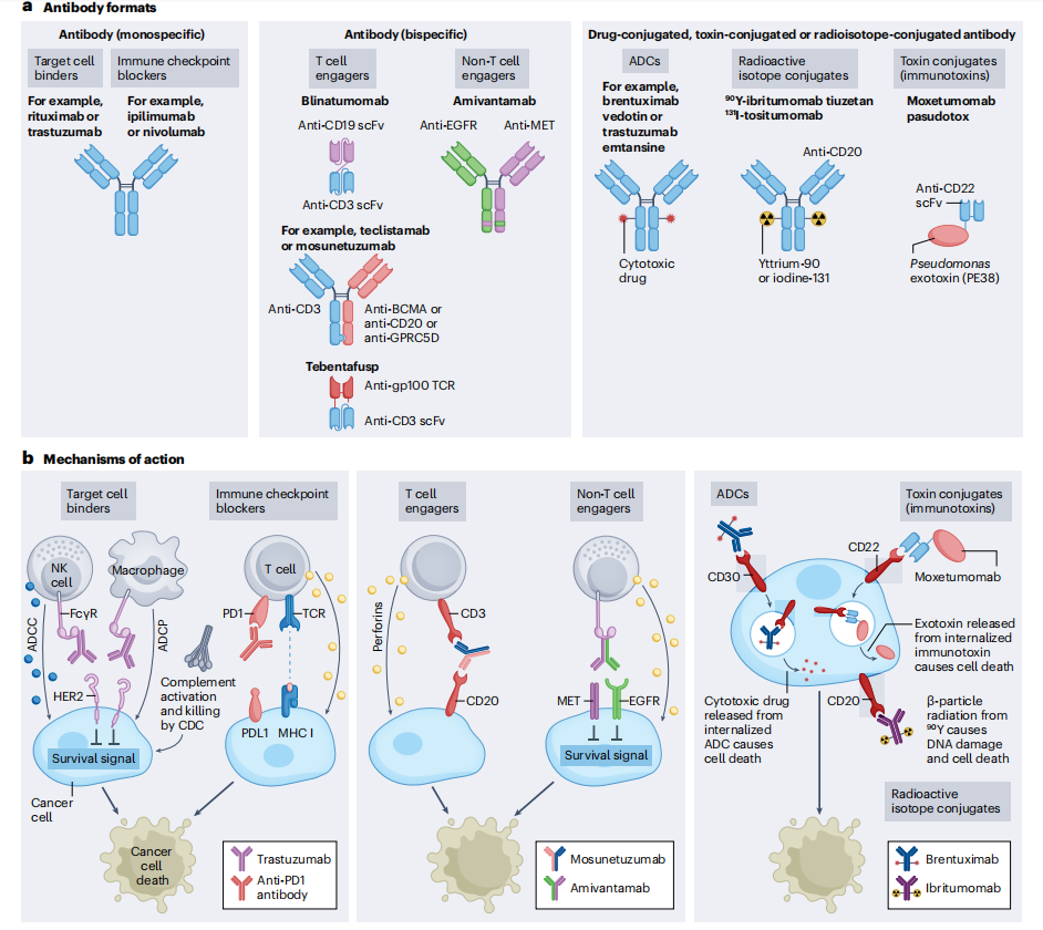 Cancer therapy with antibodies