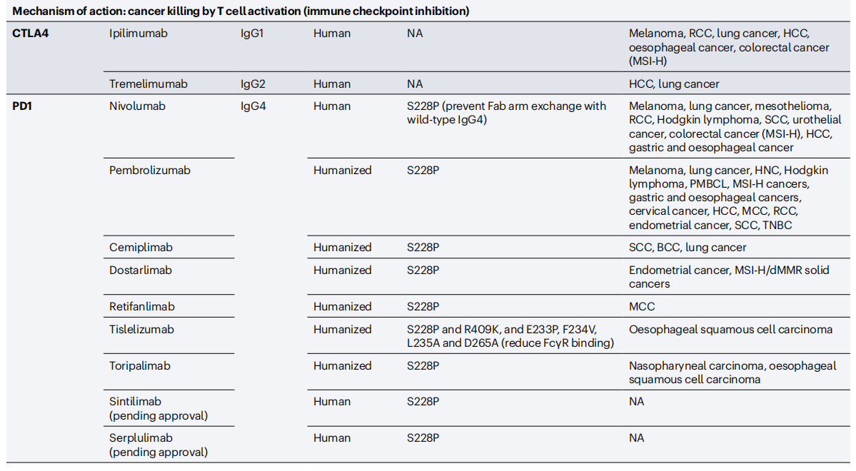 Cancer therapy with antibodies
