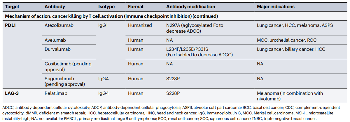 Cancer therapy with antibodies