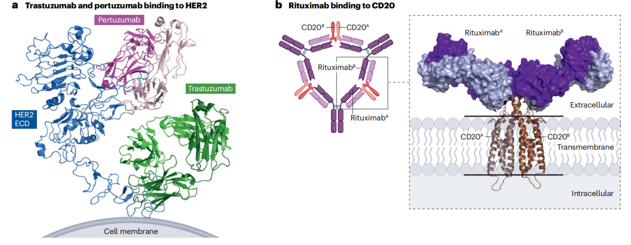 Cancer therapy with antibodies