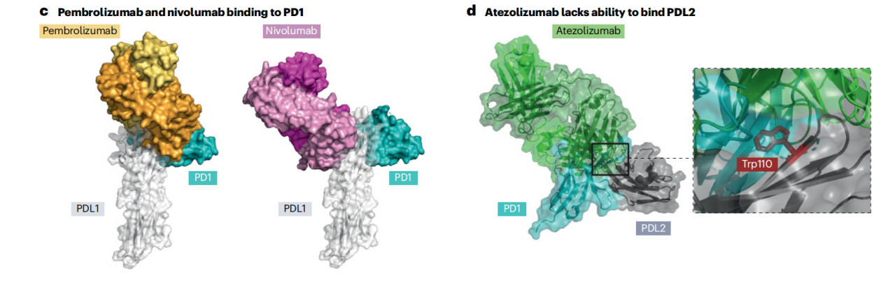Cancer therapy with antibodies