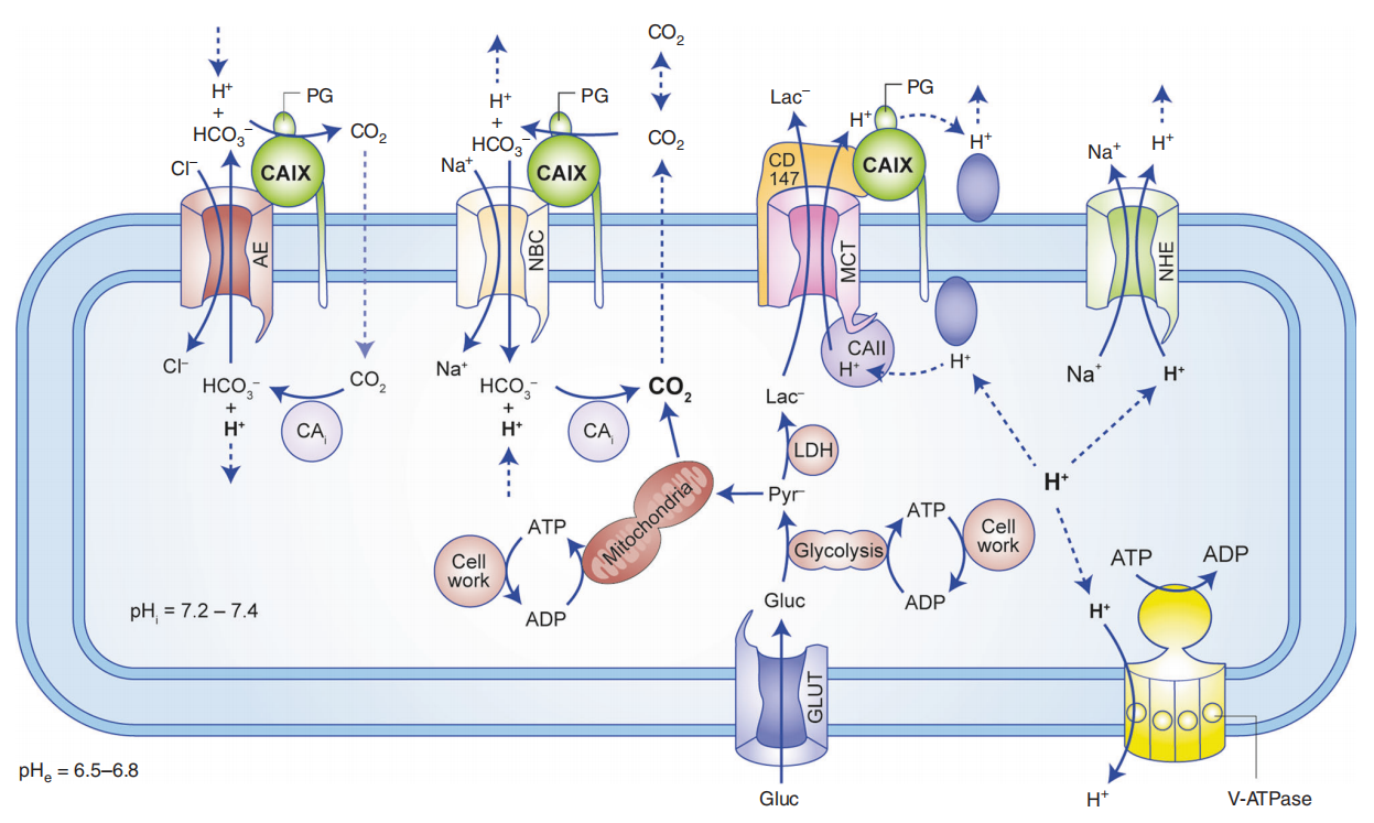 Carbonic anhydrase CA9