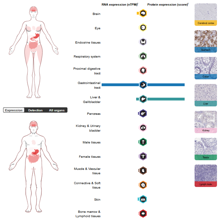 Carbonic anhydrase CA9