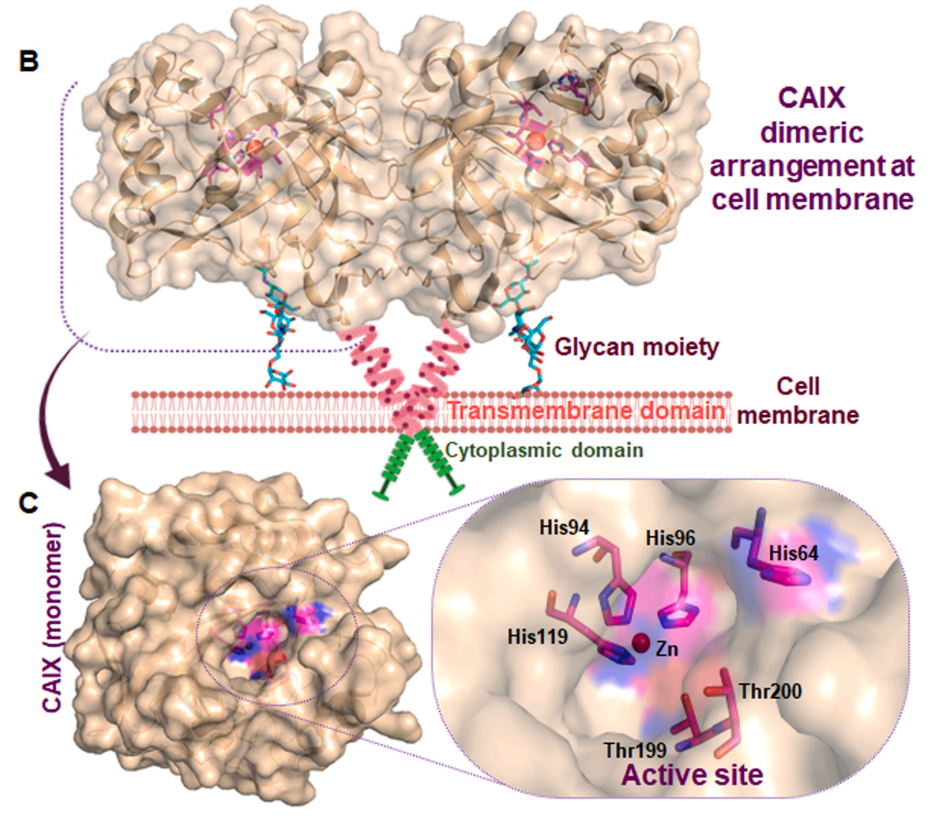 Carbonic anhydrase CA9