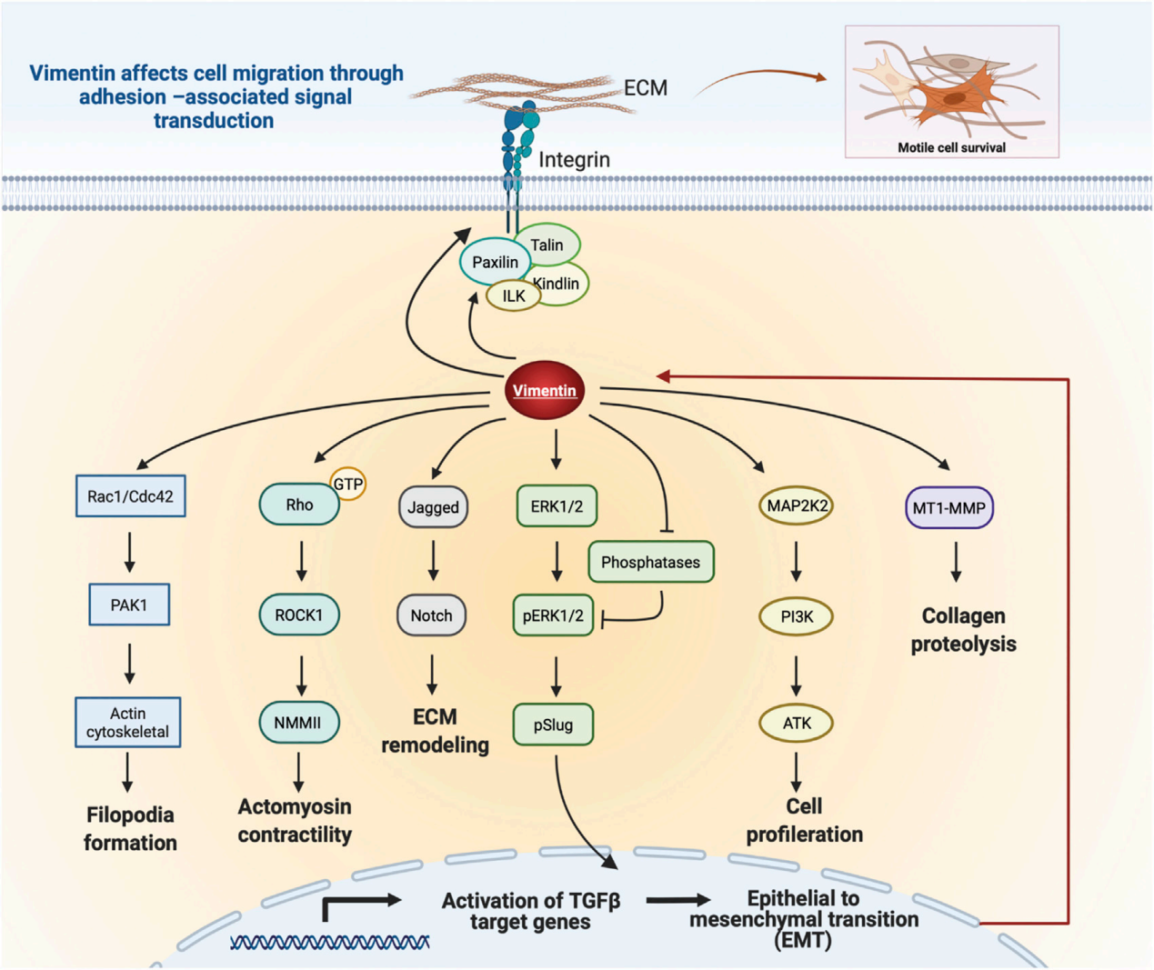 Cellular cytoskeleton regulatory protein VIM