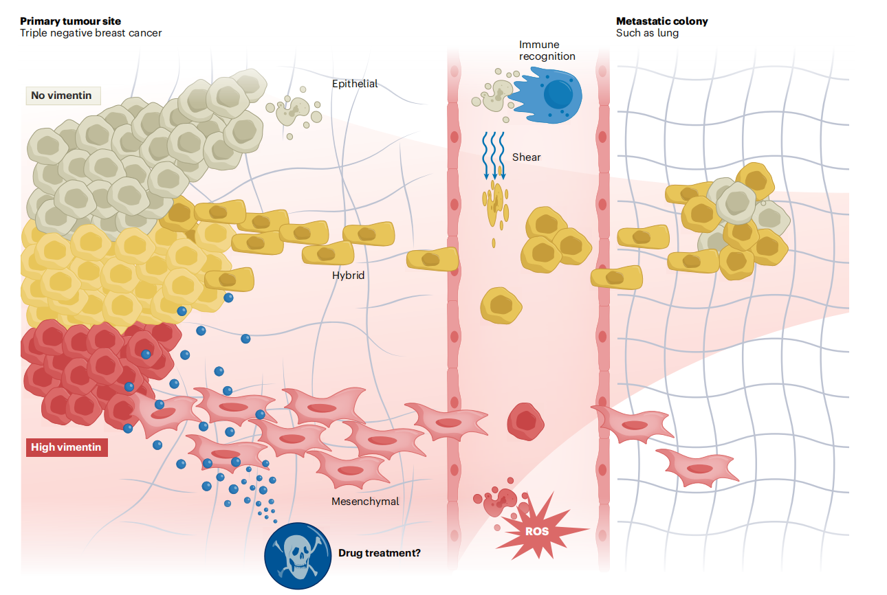Cellular cytoskeleton regulatory protein VIM