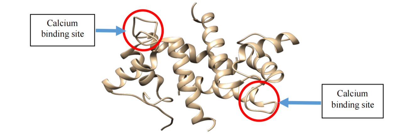 Central nervous system specific proteins S100β