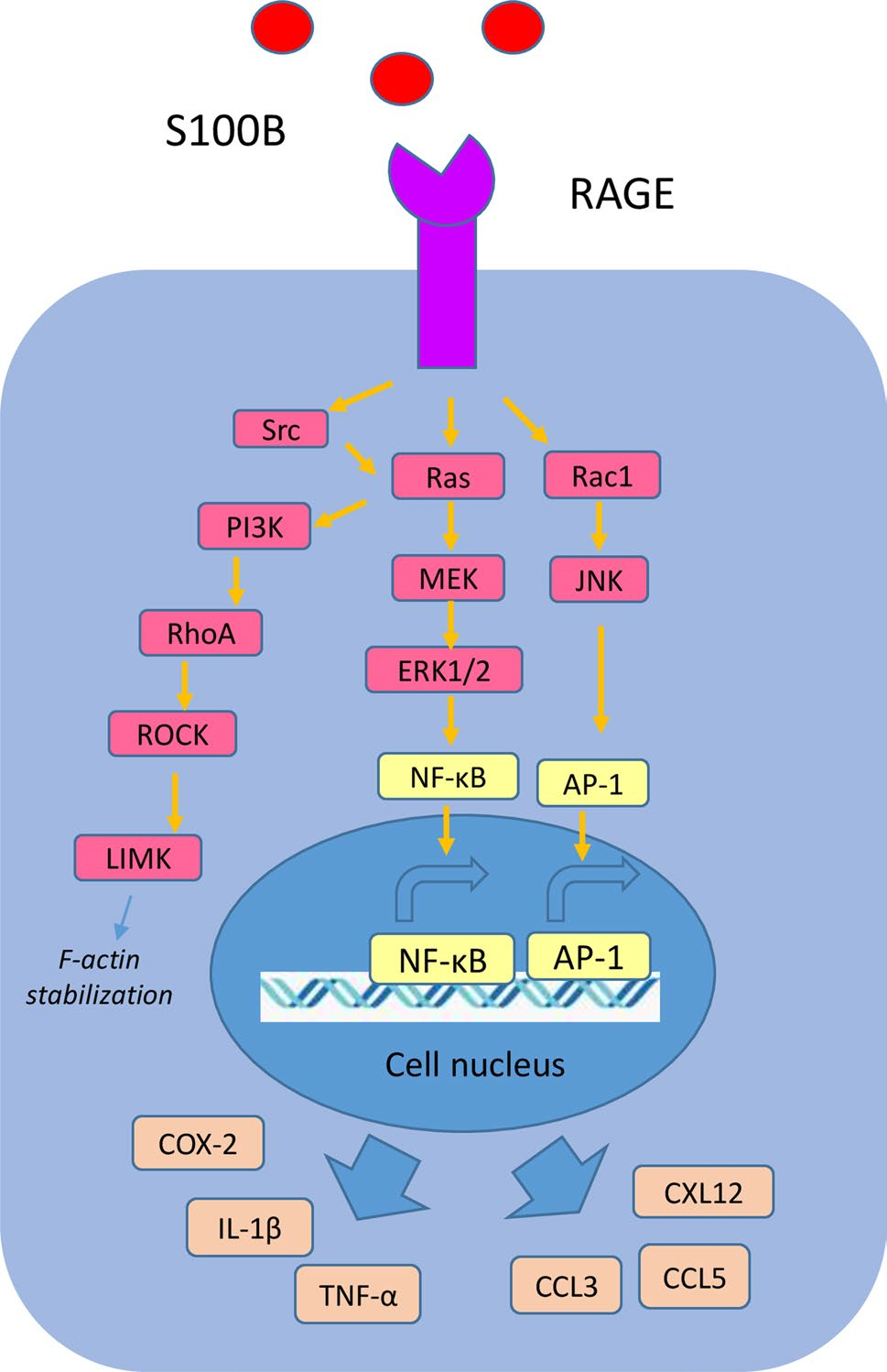 Central nervous system specific proteins S100β