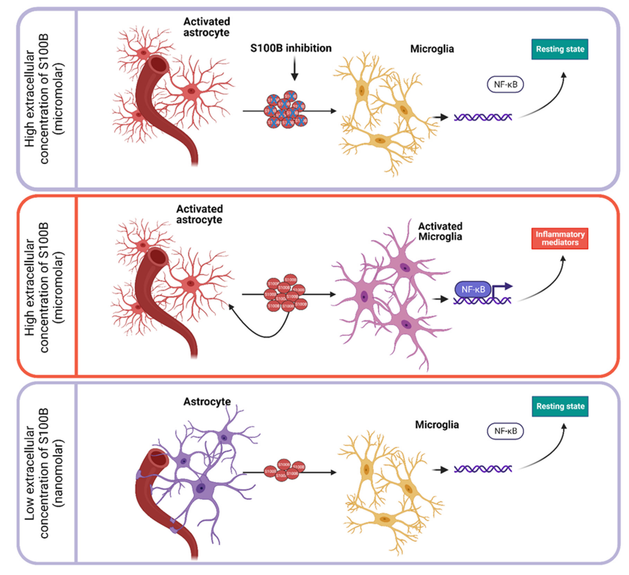Central nervous system specific proteins S100β