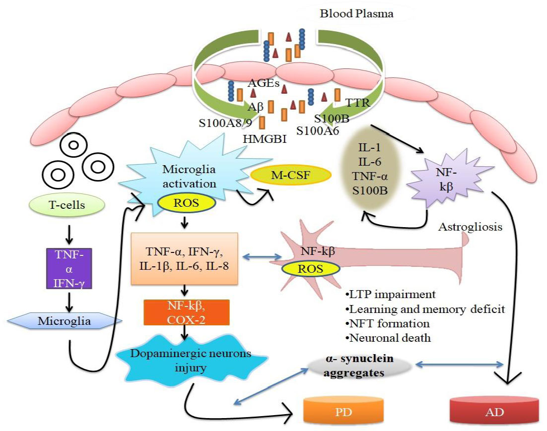 Central nervous system specific proteins S100β