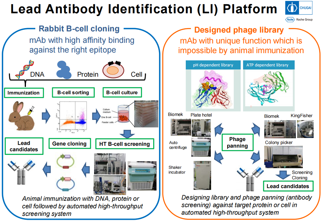 Characterization of neutralizing antibodies of broad spectrum glutenopeptide HLA-DQ2.5 complex
