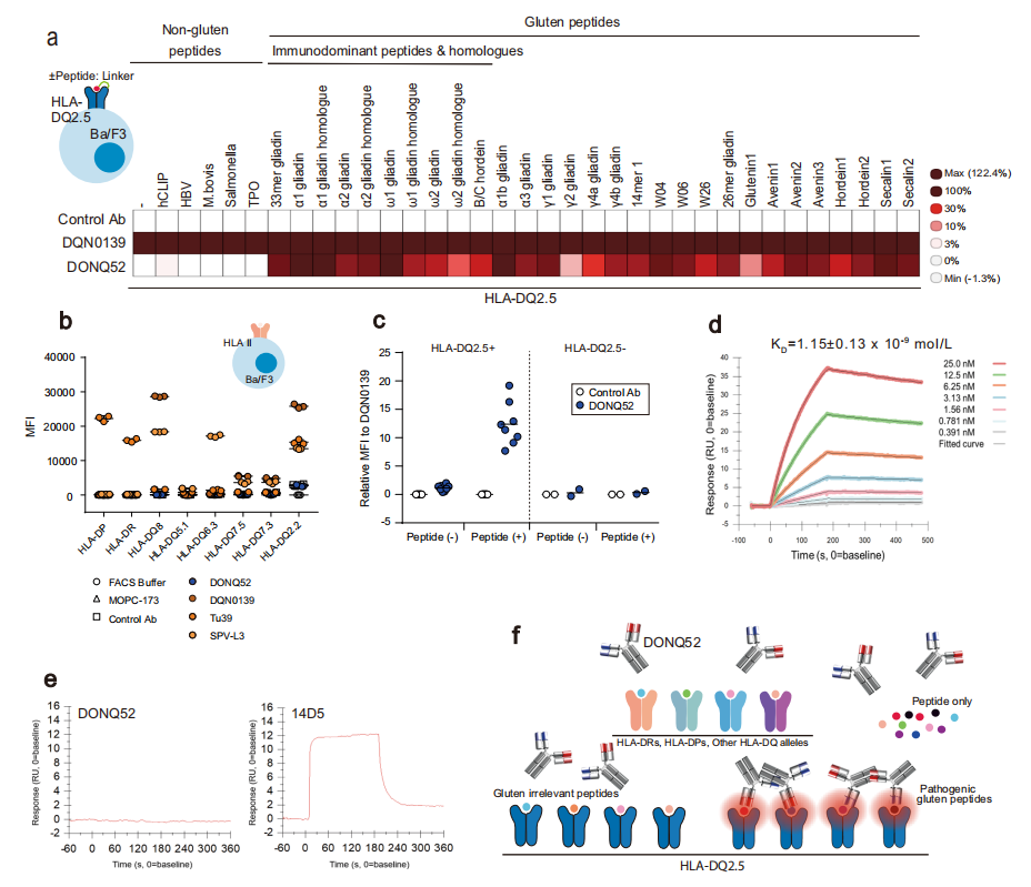 Characterization of neutralizing antibodies of broad spectrum glutenopeptide HLA-DQ2.5 complex