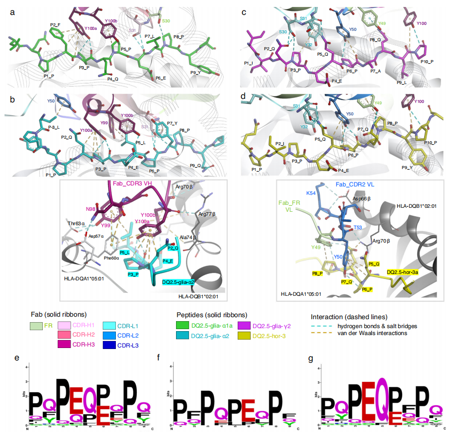 Characterization of neutralizing antibodies of broad spectrum glutenopeptide HLA-DQ2.5 complex