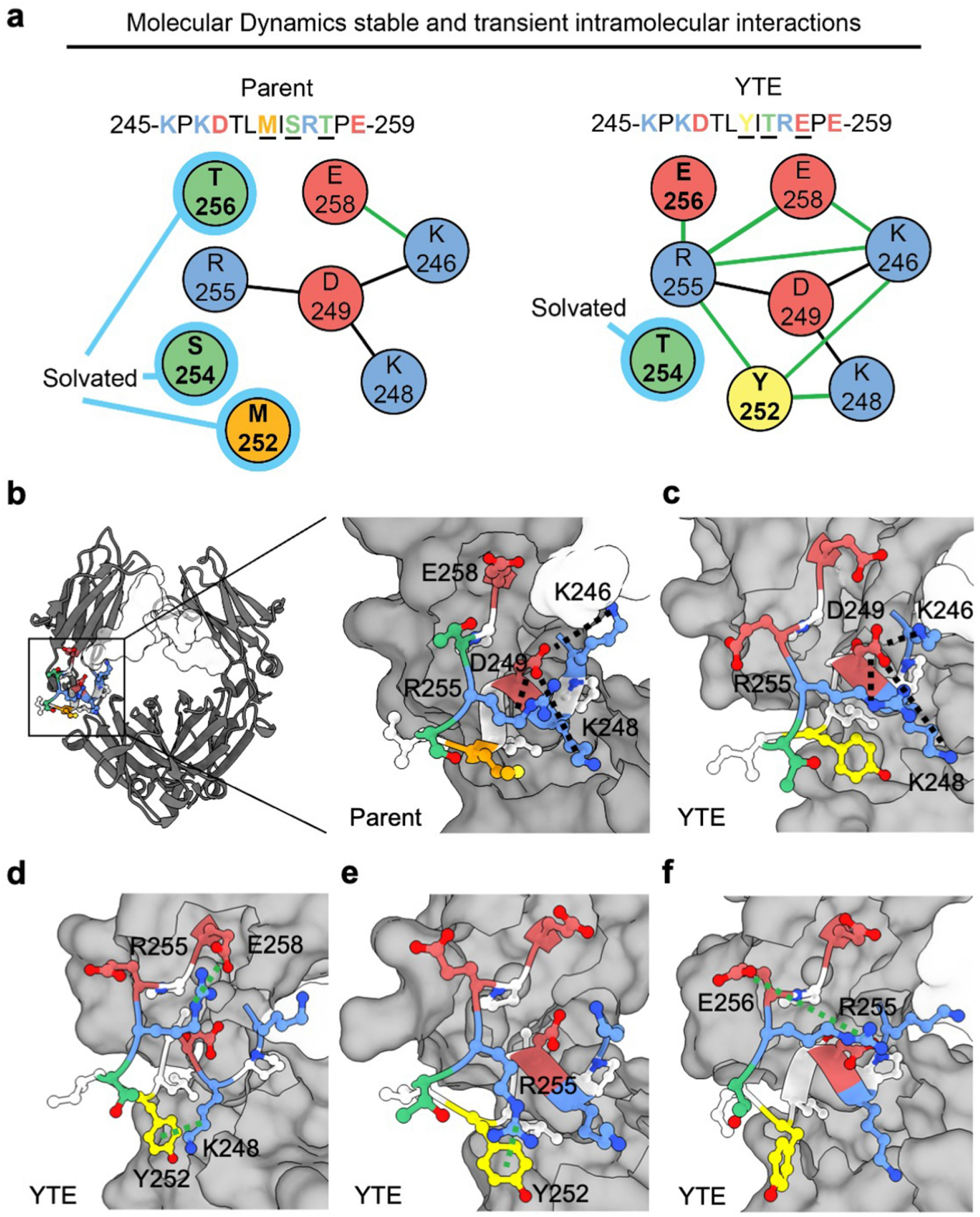 Clinical validation of Fc mutations can adjust the high viscosity of IgG1 antibodies