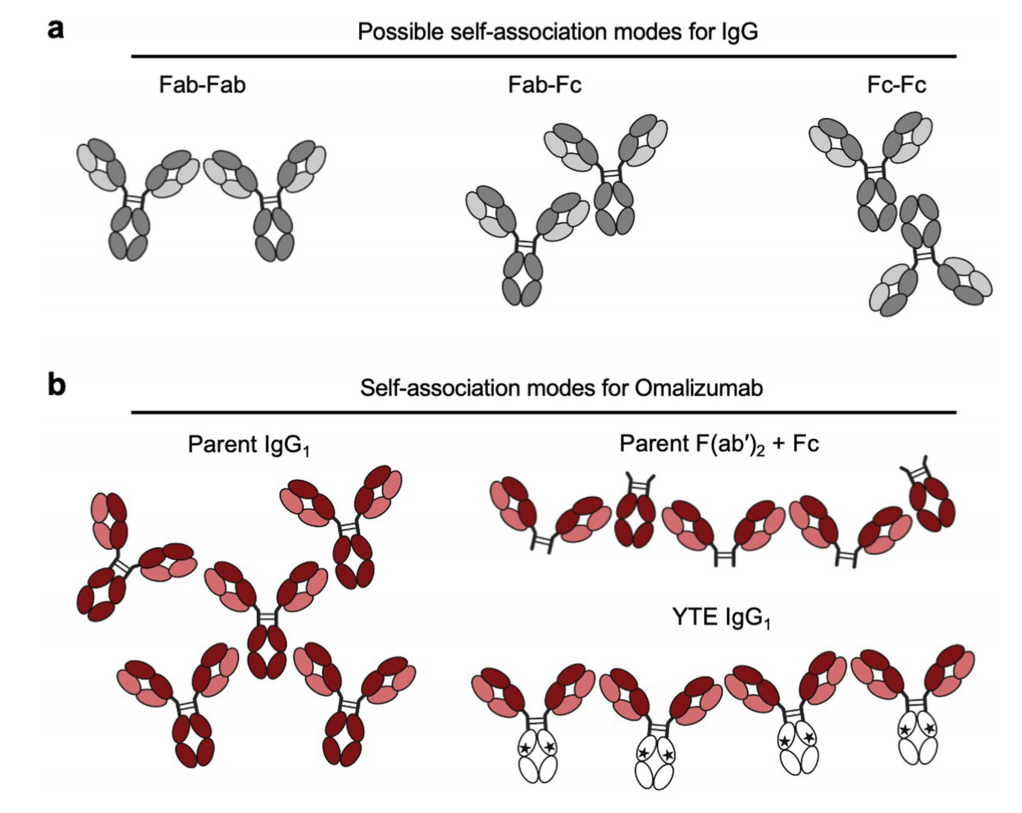 Clinical validation of Fc mutations can adjust the high viscosity of IgG1 antibodies
