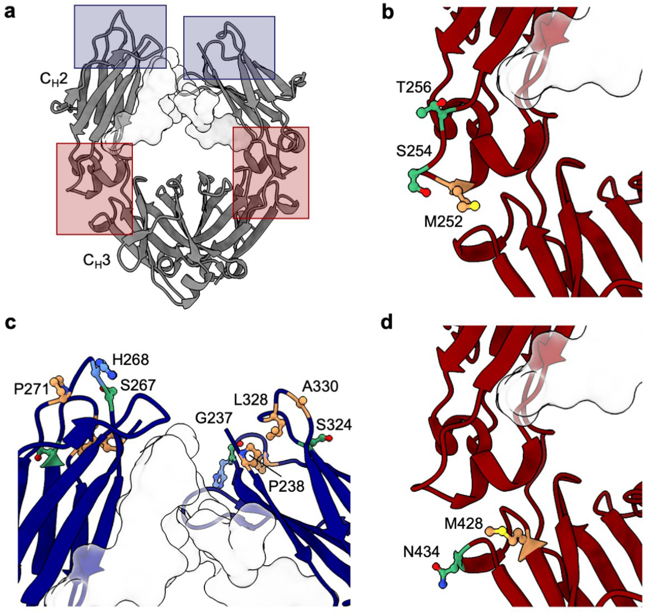 Clinical validation of Fc mutations can adjust the high viscosity of IgG1 antibodies