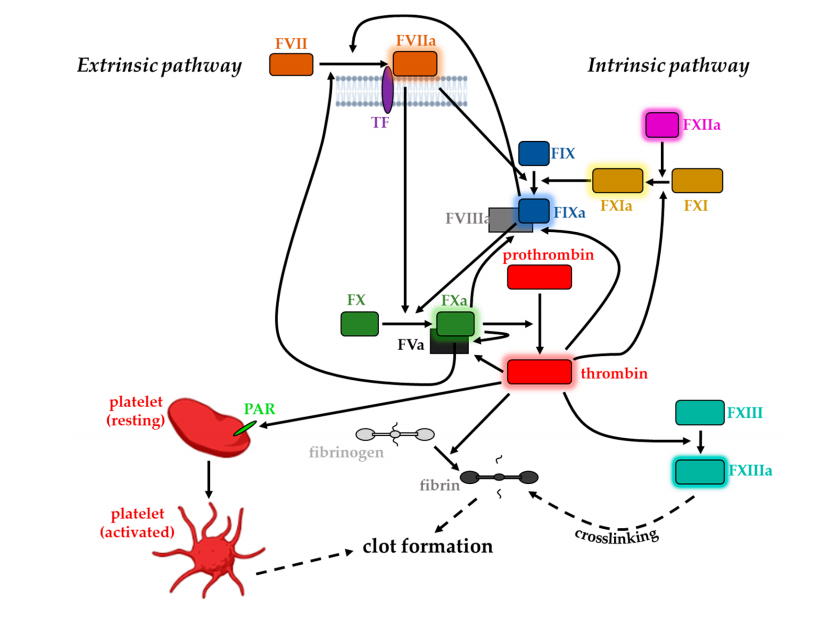 Coagulation pathway promoter CD142