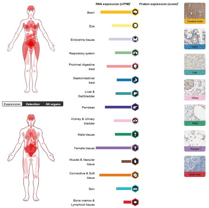 Coagulation pathway promoter CD142