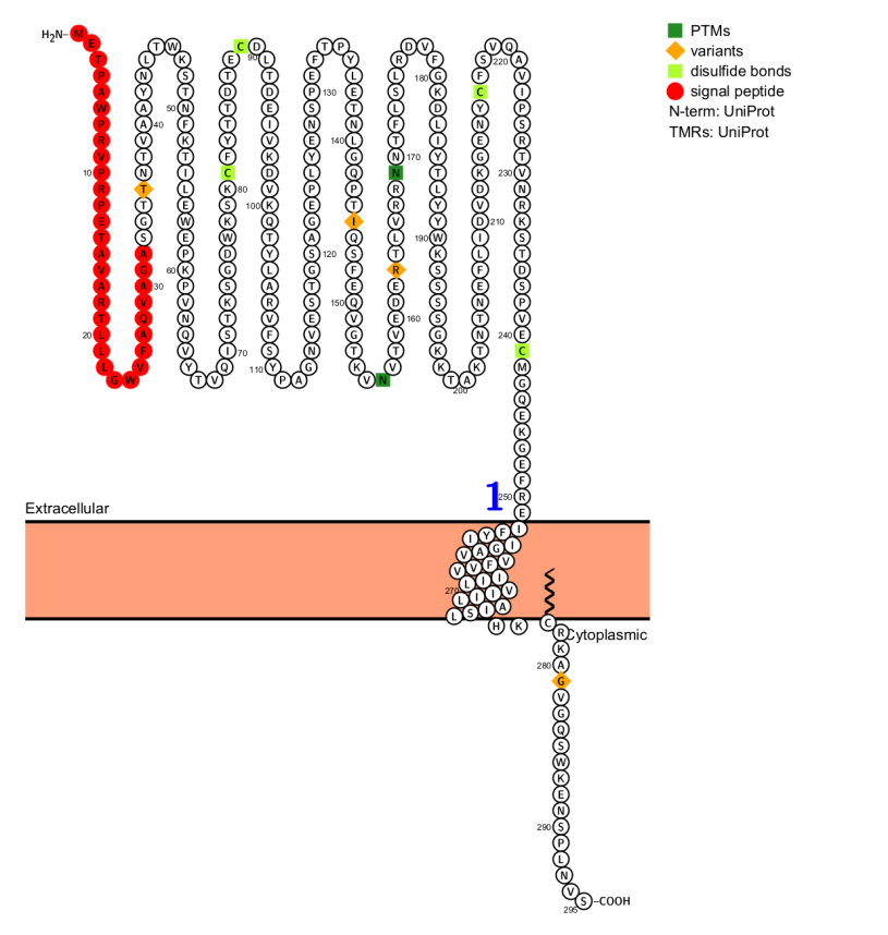 Coagulation pathway promoter CD142
