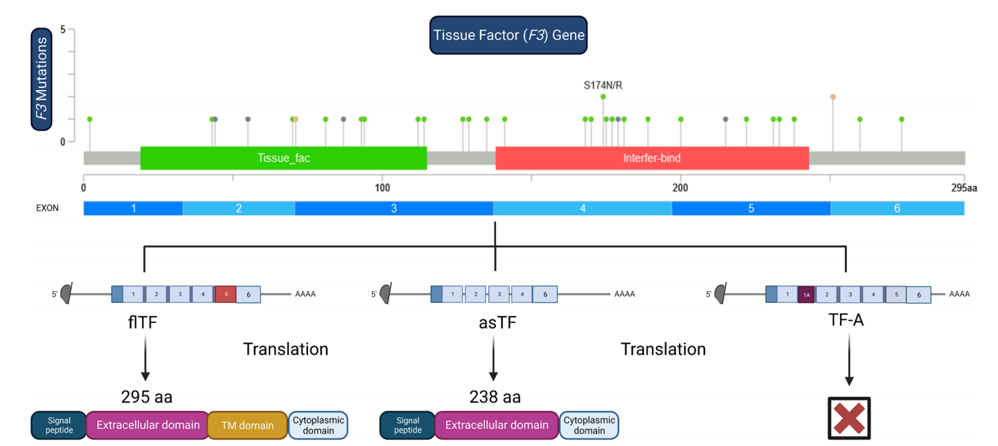 Coagulation pathway promoter CD142
