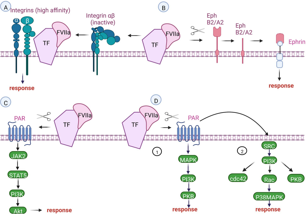 Coagulation pathway promoter CD142